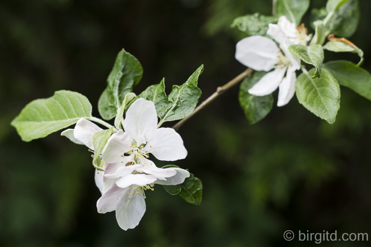 Gartenspaziergang: Apfelblüte