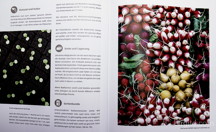 Gemüse und Kräuter im Garten Radieschen (Foto aus dem Buch)